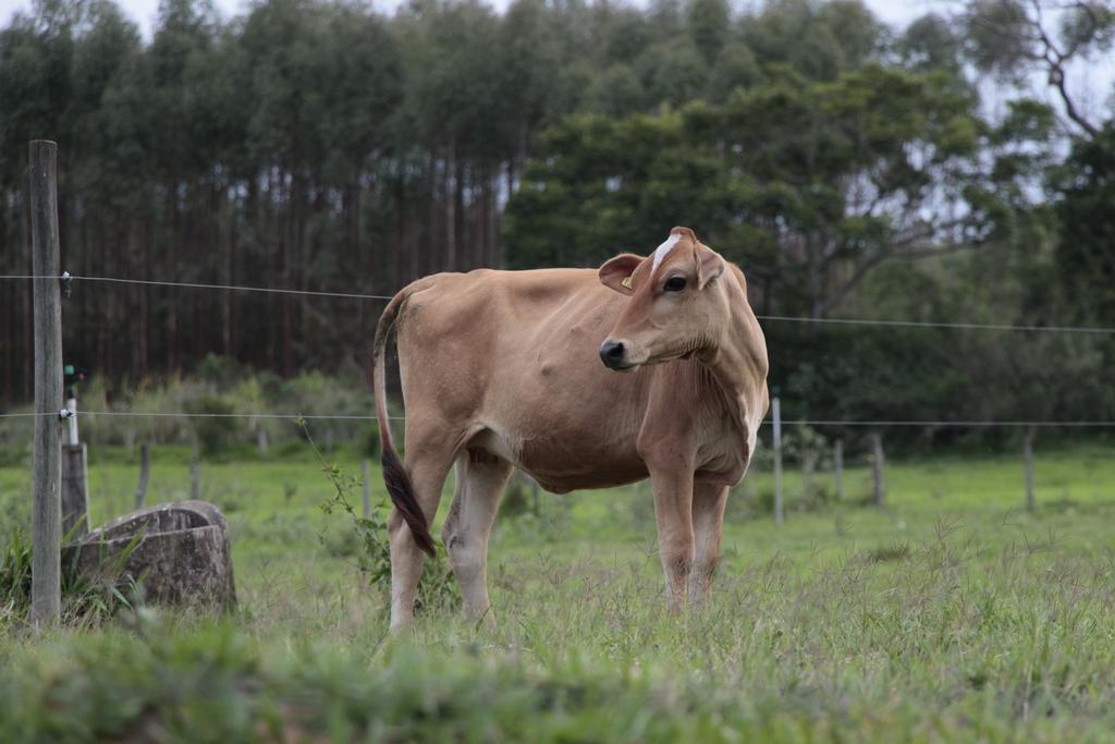 Hospedagem Fazenda Nova América Brotas Extérieur photo